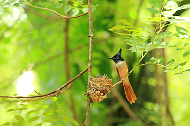 Asian Paradise Flycatcher (Terpsiphone paradisi) feeding its chicks in the nest, Sri Lanka