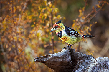 Crested Barbet (Trachyphonus vaillantii) standing on a log with fall colors background in Kruger National park, South Africa