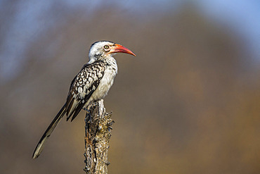 Southern Red billed Hornbill (Tockus rufirostris) standing on a trunk with natural background in Kruger National park, South Africa