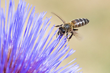 Honey bee (Apis mellifera) on Artichoke flower (Cynara scolymus), Jardin des Plantes, Paris, France