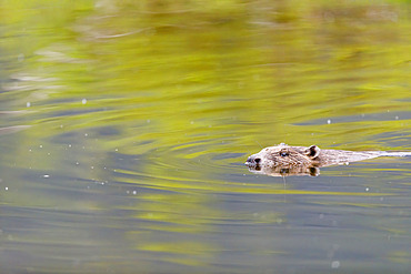 European Beaver (Castor fiber) swimming, Pulvermoos moor nature reserve, Ammertal, Bavaria, Germany