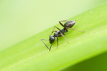 Black ant (Lasius sp) on a leaf, France