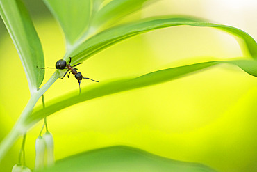 European Red Wood Ant (Formica polyctena) on a leaf, Lorraine, France