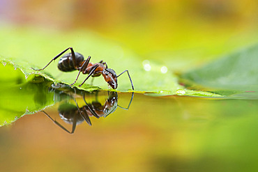 European Red Wood Ant (Formica polyctena) drinking and his reflection, Lorraine, France