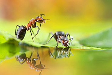 European Red Wood Ant (Formica polyctena) drinking and their reflection, Lorraine, France