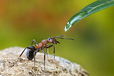 European Red Wood Ant (Formica polyctena) drinking a drop of water, Lorraine, France