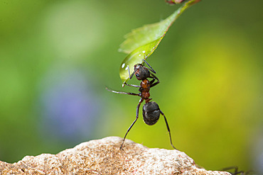 European Red Wood Ant (Formica polyctena) drinking a drop of water, Lorraine, France