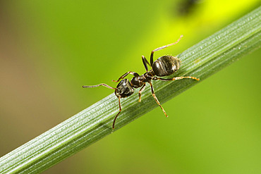 Black ant (Lasius sp) on a stem, Lorraine, France