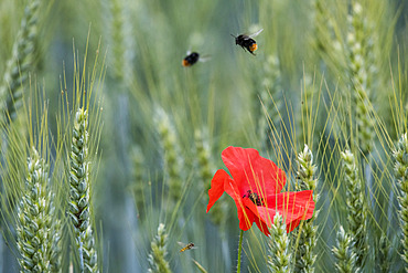 Red-tailed Bumblebee (Bombus lapidarius) in flight over a Poppy (Papaver rhoeas) in flower, Lorraine, France