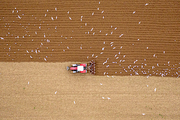 Gulls following a tractor during stubble ploughing in autumn, Pas-de-Calais, Opal Coast, France