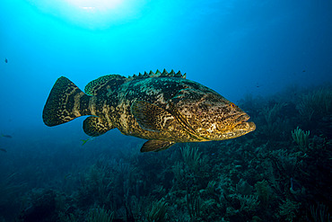 Goliath grouper (Epinephelus itajara) swimming over a coral reef, Jardines de la Reina National Park, Cuba.