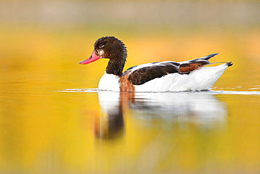 Common Shelduck (Tadorna tadorna), side view of a second cy juvenile swimming in the water, Campania, Italy