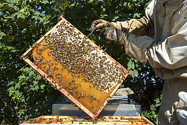 Bees on the frame of a beehive partially filled with honey, near Cluny, France