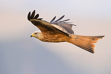 Red Kite (Milvus milvus), side view of a juvenile in flight, Basilicata, Italy