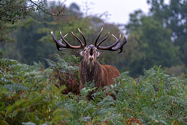 Red deer (Cervus elaphus) stag bellowing amongst bracken, England