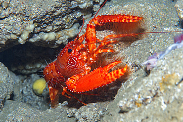 Red atlantic ref lobster (Enoplometopus antillensis). Carapace about 15 cm long with circular patterns on each side of the head. It lives in dimly lit environments dome crevices, hollows and caves. Marine invertebrates of the Canary Islands, Tenerife.