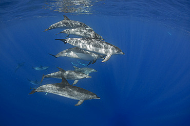 Atlantic spotted dolphin (Stenella frontalis). Group of dolphins submerged. Tenerife, Canary Islands.