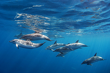 Atlantic spotted dolphin (Stenella frontalis). Group of dolphins submerged. Tenerife, Canary Islands.