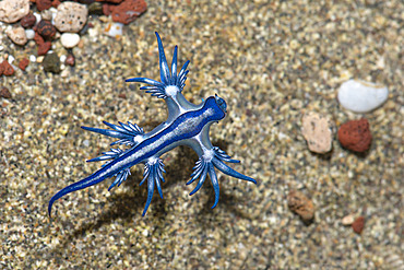 Blue Dragon (Glaucus atlanticus). Small slug that measures only about 2 cm and is generally associated with the Portuguese man of war (Physalia physalis), although it also usually appears in intertidal pools. Marine invertebrates of the Canary Islands, Tenerife.