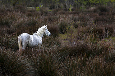 Camargue horse in the marshes, Marais du Vigueirat, Camargue, France