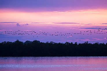 Greater Flamingo (Phoenicopterus roseus) in flight, Camargue, France