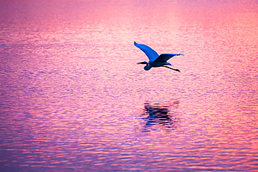 Great Egret (Ardea alba) in flight, Camargue, France