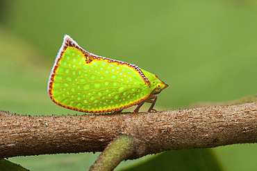 Planthopper (Salurnis marginella), Tasik Pedu, Malaisie