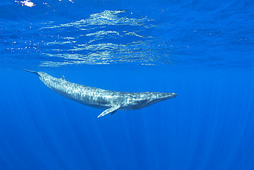 Bryde's whale (Balaenoptera edeni) is a baleen whale, more specifically a rorqual belonging to the same group as blue whales and humpback whales. Mirissa, Southern Province, Sri Lanka, Bay of Bengal, Indian Ocean