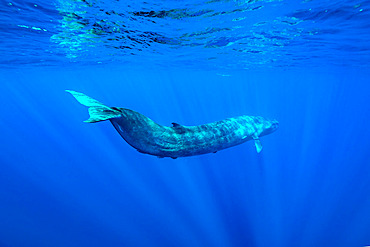 Bryde's whale (Balaenoptera edeni) is a baleen whale, more specifically a rorqual belonging to the same group as blue whales and humpback whales. Mirissa, Southern Province, Sri Lanka, Bay of Bengal, Indian Ocean