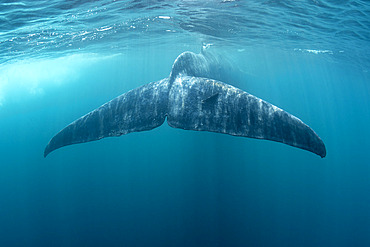 Tail of Blue whale (Balaenoptera musculus brevicauda) is the largest animal ever known to have existed. This may be the pygmy sub-species of blue whale, Balaenoptera musculus. Mirissa, Sri Lanka, Indian Ocean Photo taken under permit