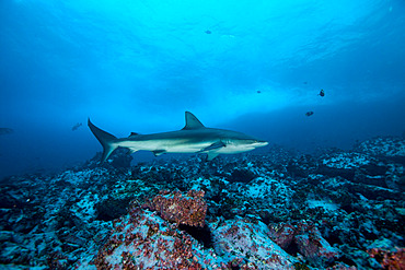 Galapagos shark (Carcharhinus galapagensis) in the Fauna and Flora Sanctuary of Malpelo Island, Colombia