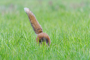 Red fox (Vulpes vulpes) hunting rodents in a meadow, April, Hesse, Germany