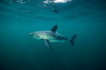 Porbeagle shark (Lamna nasus) off the coast of Brittany, Channel, France