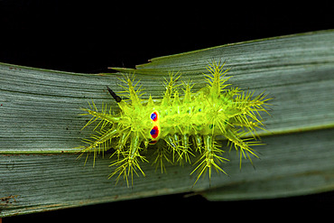 Slug moth (Limacodidae sp) caterpillar on leaf, North Sulawesi, Indonesia