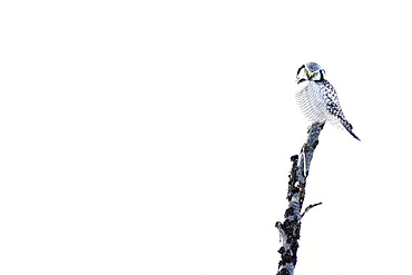 Northern hawk-owl on a branch, Surnia ulula. Tanabru, Norway