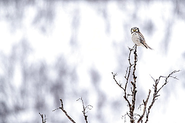 Northern hawk-owl on a branch, Surnia ulula. Tanabru, Norway