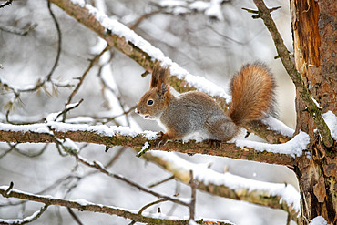 Red squirrel on a branch, Sciurus vulgaris. Kaamanen, Finland