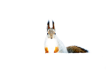 Red squirrel in snow, Sciurus vulgaris. Kaamanen, Finland