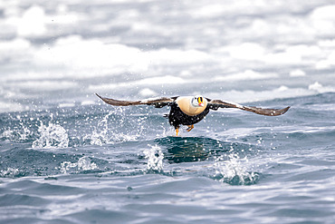 King eider in flight, Somateria spectabilis. Batsfiord, Norway