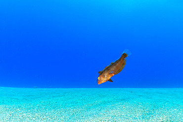 Pearly razorfish juvenile, (Xyrichtys novacula), over a sandy bottom, Ponza island, Italy, Tyrrhenian Sea, Mediterranean