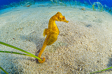 Short-snouted seahorse, (Hippocampus hippocampus), male, Ponza Island, Italy, Tyrrhenian Sea, Mediterranean Sea.