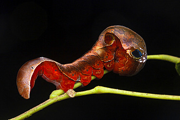 Owlet moth (Phyllodes sp) caterpillar, Kinabalu NP; Borneo, Malaysia