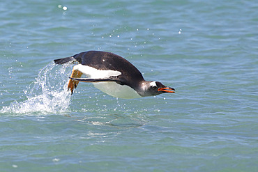 Porpoising Gentoo penguin (Pygoscelis papua), Bleaker island, Falkland, January 2018