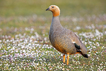 Ruddy-headed goose (Chloephaga rubidiceps), Bleaker island, Falkland, January 2018