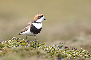 Two-banded Plover on Diddle-dee (Charadrius falklandicus), Bleaker island, Falkland, January 2018