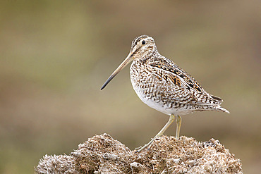 Magellan snipe (Gallinago paraguaiae) perched on mosses, Bleaker island, Falkland, January 2018