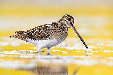 Common Snipe (Gallinago gallinago), side view of an individual standing in the water, Campania; Italy