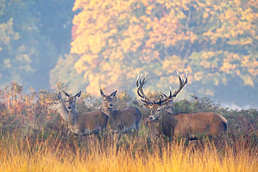 Red deer (Cervus elaphus) stag and hinds standing in a meadow, England