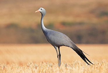 Blue crane (Anthropoides paradisea), Overberg, South Africa, December 2018