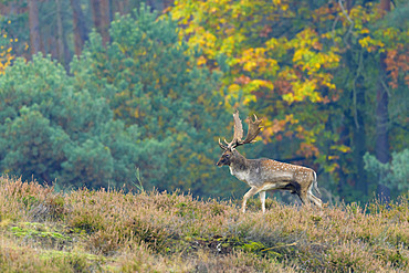 Fallow deer in autumn, Cervus dama, Germany, Europe